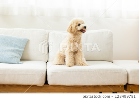 Bichon Poo relaxing on the sofa 128499781