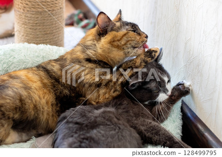 Two cats are peacefully laying next to each other on a cozy bed 128499795