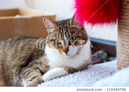 A cat possessing striking green eyes is comfortably laying on the floor A cat possessing striking green eyes is comfortably laying on the floor 128499796