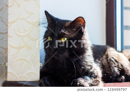 A black cat with striking yellow eyes is comfortably laying on a window sill A black cat with striking yellow eyes is comfortably laying on a window sill 128499797