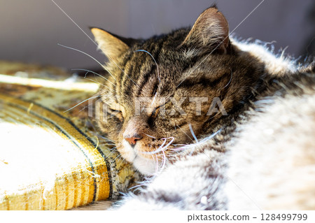 A detailed and close up view of a cat peacefully sleeping on a couch A detailed and close up view of a cat peacefully sleeping on a couch 128499799
