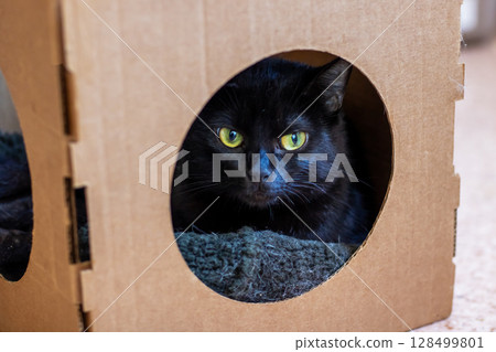 A black cat with striking yellow eyes is comfortably laying in a cardboard box 128499801