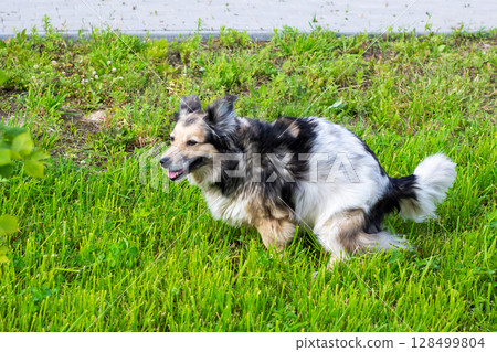 A playful black and white dog is joyfully running through the tall grass A playful black and white dog is joyfully running through the tall grass 128499804