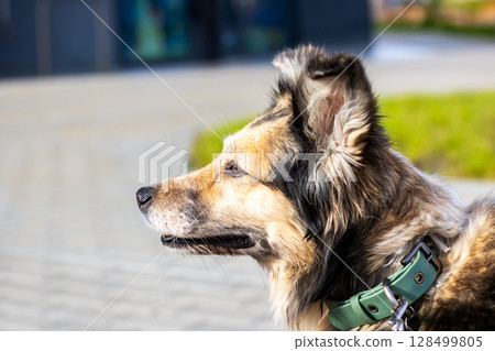 A detailed close up image of a dog wearing a bright green collar 128499805