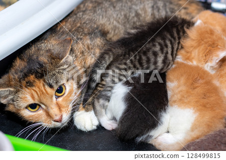 A calico cat is nursing her adorable kittens in a litter box 128499815