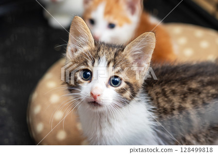 A close up photograph of an adorable kitten gazing at the camera 128499818