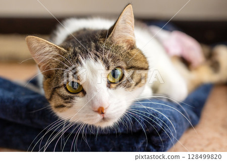 A light brown and white cat resting comfortably on a soft blue blanket A light brown and white cat resting comfortably on a soft blue blanket 128499820