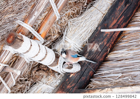[Shirakawa-go] Jays playing on top of a Gassho-style house in winter 128499842