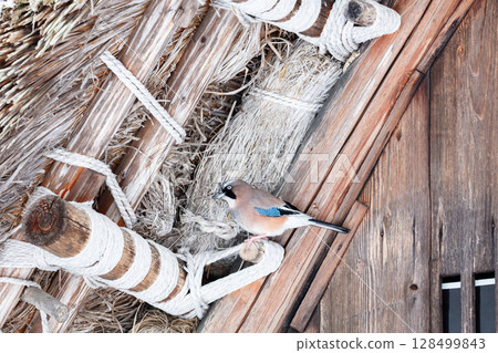 [Shirakawa-go] Jays playing on top of a Gassho-style house in winter 128499843