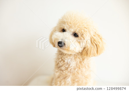 Close-up of a Bichon Poo's face 128499874