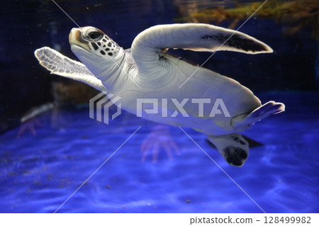鹿兒島縣鹿兒島市Io World鹿兒島水族館 鹿兒島縣鹿兒島市Io World鹿兒島水族館 128499982