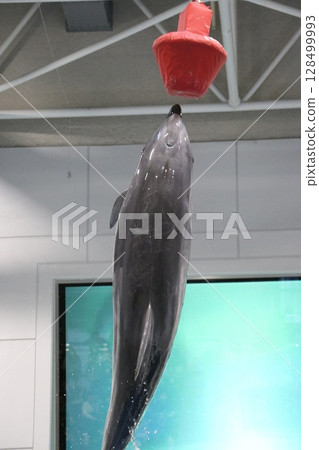 Kagoshima City, Kagoshima Prefecture Io World Kagoshima Aquarium 128499993