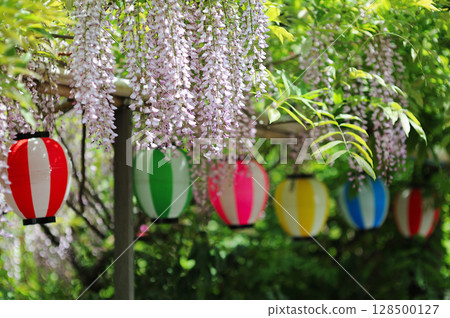 岡山縣、倉敷市、阿智神社、阿智紫藤 128500127