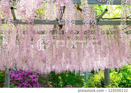 岡山縣、倉敷市、阿智神社、阿智紫藤 128500132