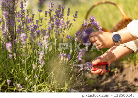 Woman harvesting lavender flowers Woman harvesting lavender flowers 128500143