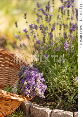 Freshly harvested lavender bouquet Freshly harvested lavender bouquet 128500144