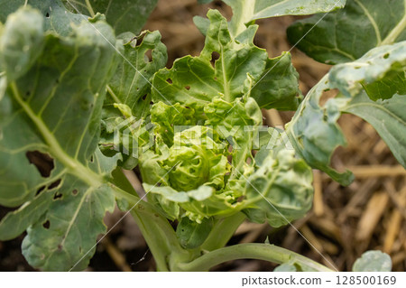 Brussels sprout with pest damage Brussels sprout with pest damage 128500169