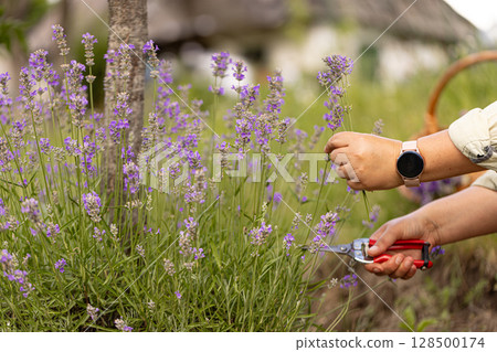Gardener harvesting lavender flowers 128500174
