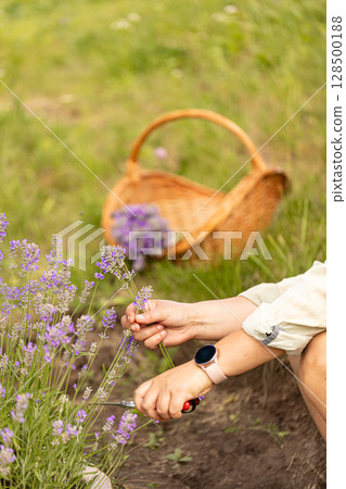 Fresh fragrant lavender blossoms Fresh fragrant lavender blossoms 128500188