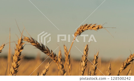 Agricultural landscape featuring endless wheat fields, plants reaching maturity sun, serene view wheat field sunset, field wheat few stalks, wheat brown and dry. sky blue clear, Rows spreading across Agricultural landscape featuring endless wheat fields, plants reaching maturity sun, serene view wheat field sunset, field wheat few stalks, wheat brown and dry. sky blue clear, Rows spreading across 128500242