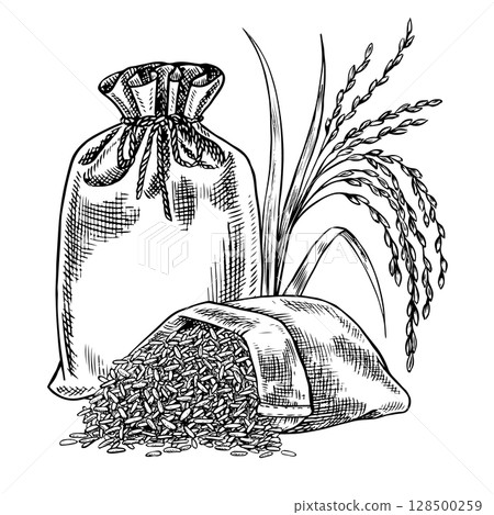 Burlap bags of rice and rice stalks next to them. Black and white graphics, vector illustrations. Design element for menus, recipes, and cookbooks. For banners, flyers, packaging, labels, and more. 128500259