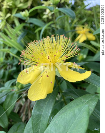 Hypericum calycinum (Hypericum calycinum) Hypericum calycinum (Hypericum calycinum) 128500395