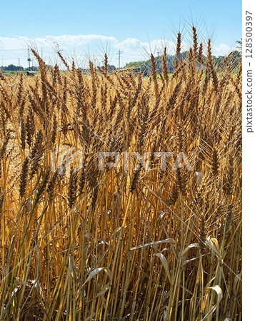 Wheat close to harvest 128500397