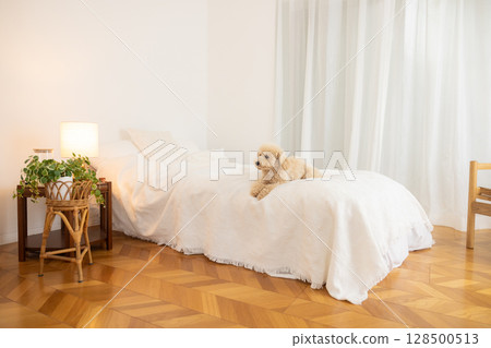 Bichon Poo sleeping on the bed 128500513