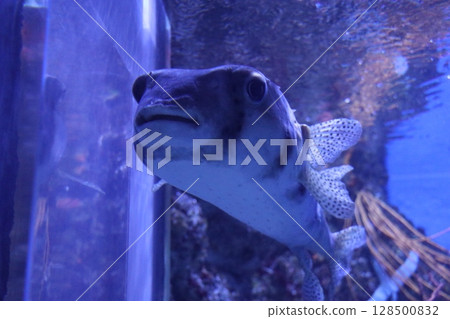 鹿兒島縣鹿兒島市Io World鹿兒島水族館 128500832