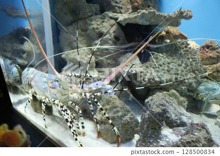 鹿兒島縣鹿兒島市Io World鹿兒島水族館 鹿兒島縣鹿兒島市Io World鹿兒島水族館 128500834