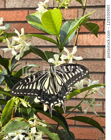 A swallowtail butterfly resting on a flower 128500905