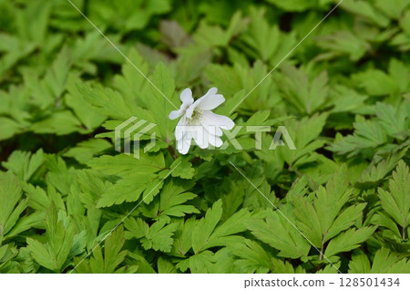 一朵白色的「銀蓮花」花（赤城自然公園/群馬縣澀川市） 128501434