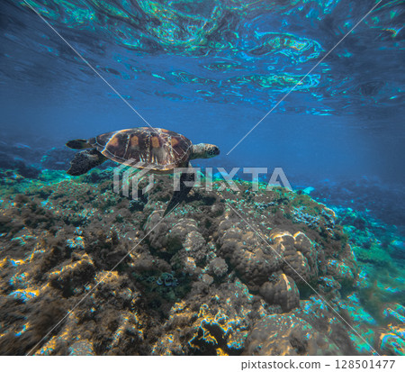 Hawksbill sea turtle or eretmochelys imbricata swimming over coral reef beneath vibrant blue seawater in the marine reserve Apo Island in Negros Oriental Philippines 128501477