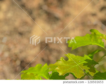 Close-up of vibrant green oak leaves against a blurred earthy background.  128501653