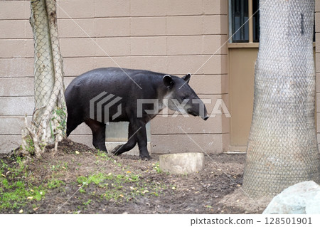 漫步亞洲森林：馬來貘獨特的鼻子 128501901