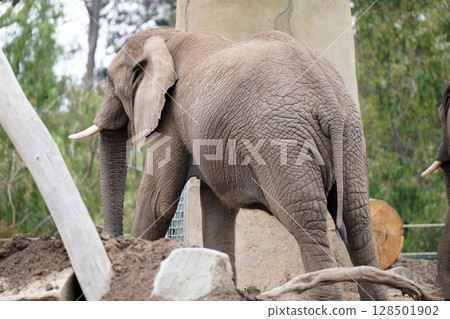 The power of the earth: the back of an elephant standing tall 128501902