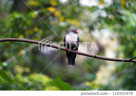 Colors of the forest: A beautiful pigeon perched on a branch 128501979