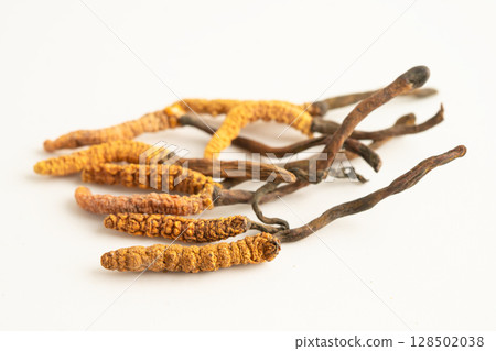 Cordyceps or Ophiocordyceps sinensis mushroom herb is fungus for used as medicine on white background. Cordyceps or Ophiocordyceps sinensis mushroom herb is fungus for used as medicine on white background. 128502038