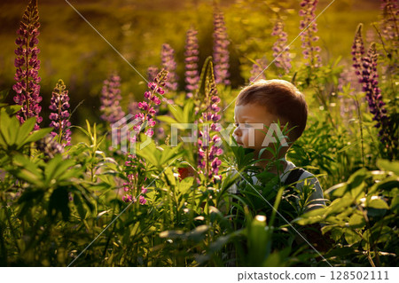 Little boy in a field of blooming lupines at sunset 128502111