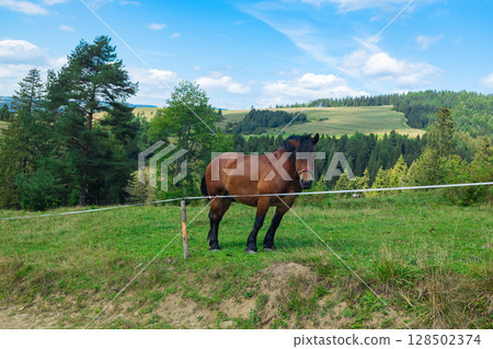 Horse grazing in a scenic mountain pasture on a summer day Horse grazing in a scenic mountain pasture on a summer day 128502374