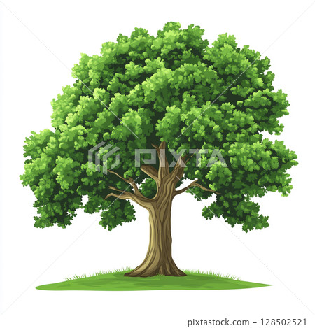 A vibrant, full-grown oak tree with dense green foliage and a sturdy brown trunk stands on a patch of grass against a clean white background. 128502521