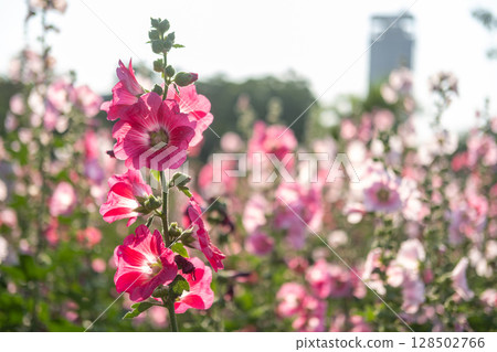 Pink Hollyhocks in the garden with blurred bokeh background Pink Hollyhocks in the garden with blurred bokeh background 128502766