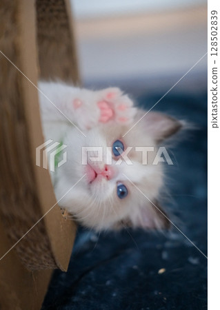 1 month old, ragdoll kitten wondering inside the cat scratching tunnel, domestic cat 1 month old, ragdoll kitten wondering inside the cat scratching tunnel, domestic cat 128502839