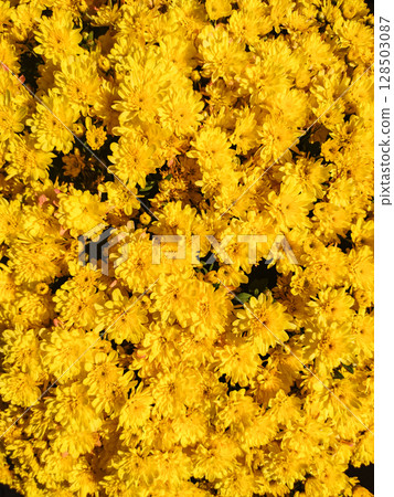 Bright yellow chrysanthemum flowers creating a vibrant floral background wallpaper 128503087