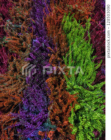 Colorful heather plants creating a vibrant natural tapestry wallpaper Colorful heather plants creating a vibrant natural tapestry wallpaper 128503090