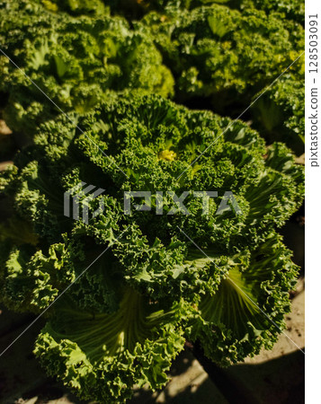 Fresh green ornamental cabbage growing in garden sunlight 128503091