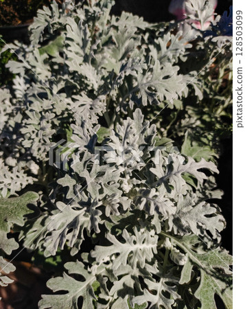 Silver ragwort plant showing its ornamental foliage copy space wallpaper 128503099