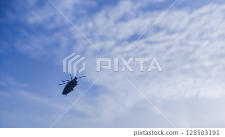 Longhorn beetle silhouette sitting on the glass window against cloudy sky 128503191