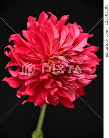 Dahlia of one wheel Dahlia of one wheel 128503195
