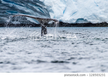 Tail of a humpback whale in the Antarctic 128503231